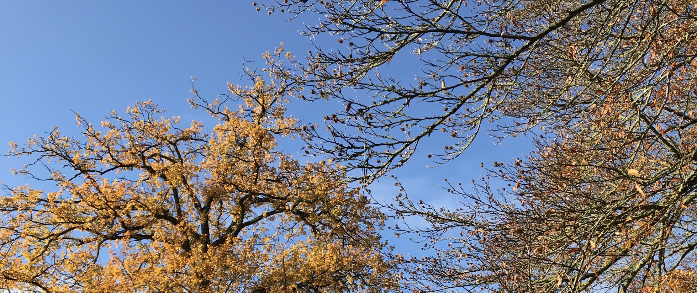 Klimawandel und Goldener Oktober