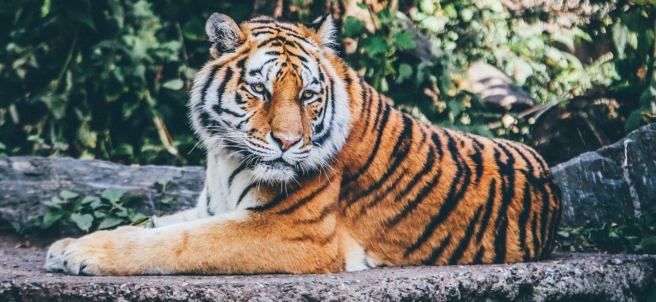 Tiger im Zoo