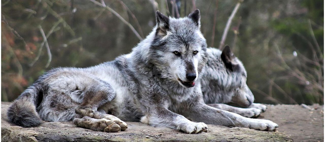 Wolf