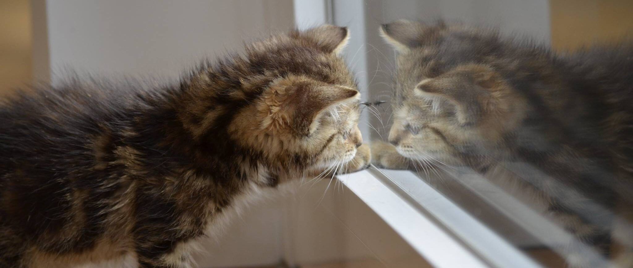 Katze sieht sich gespiegelt